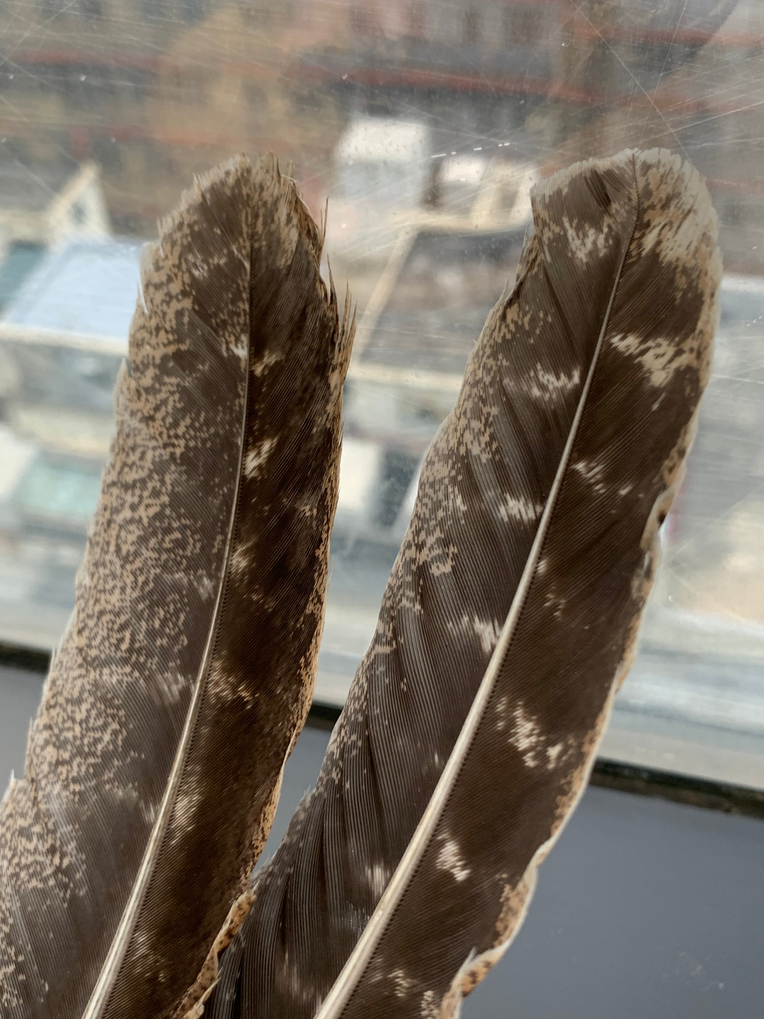 California black turkey feathers | Special for smoking
