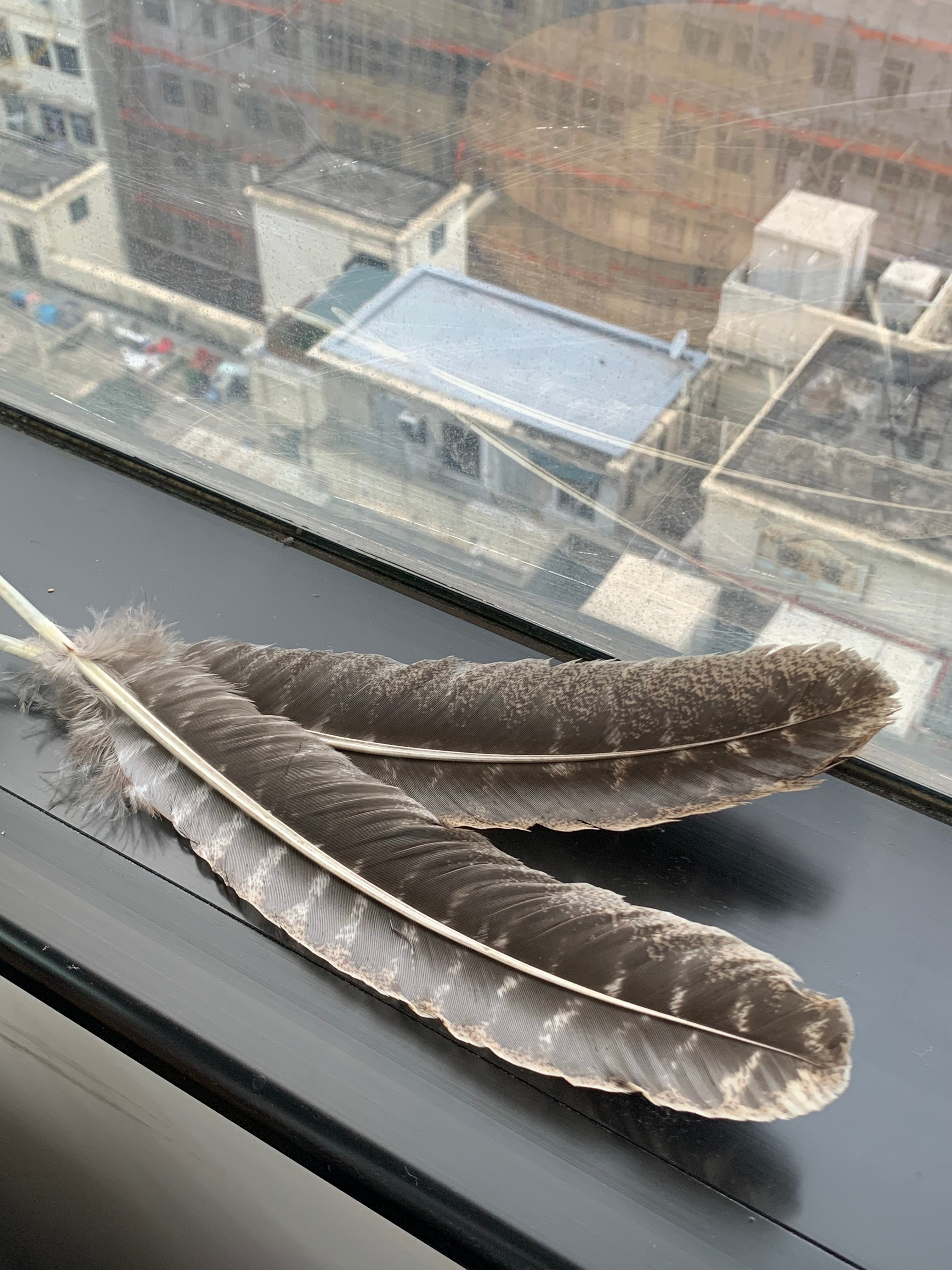 California black turkey feathers | Special for smoking
