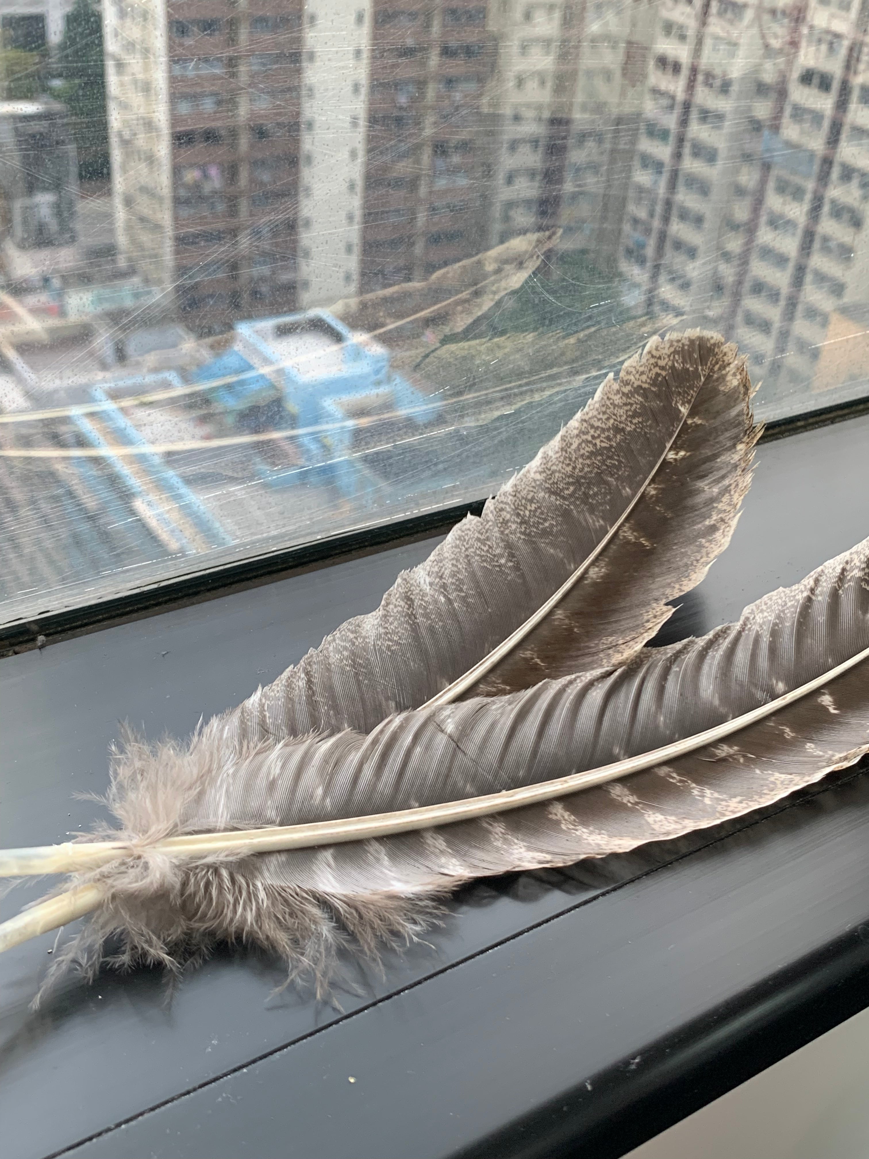 California black turkey feathers | Special for smoking