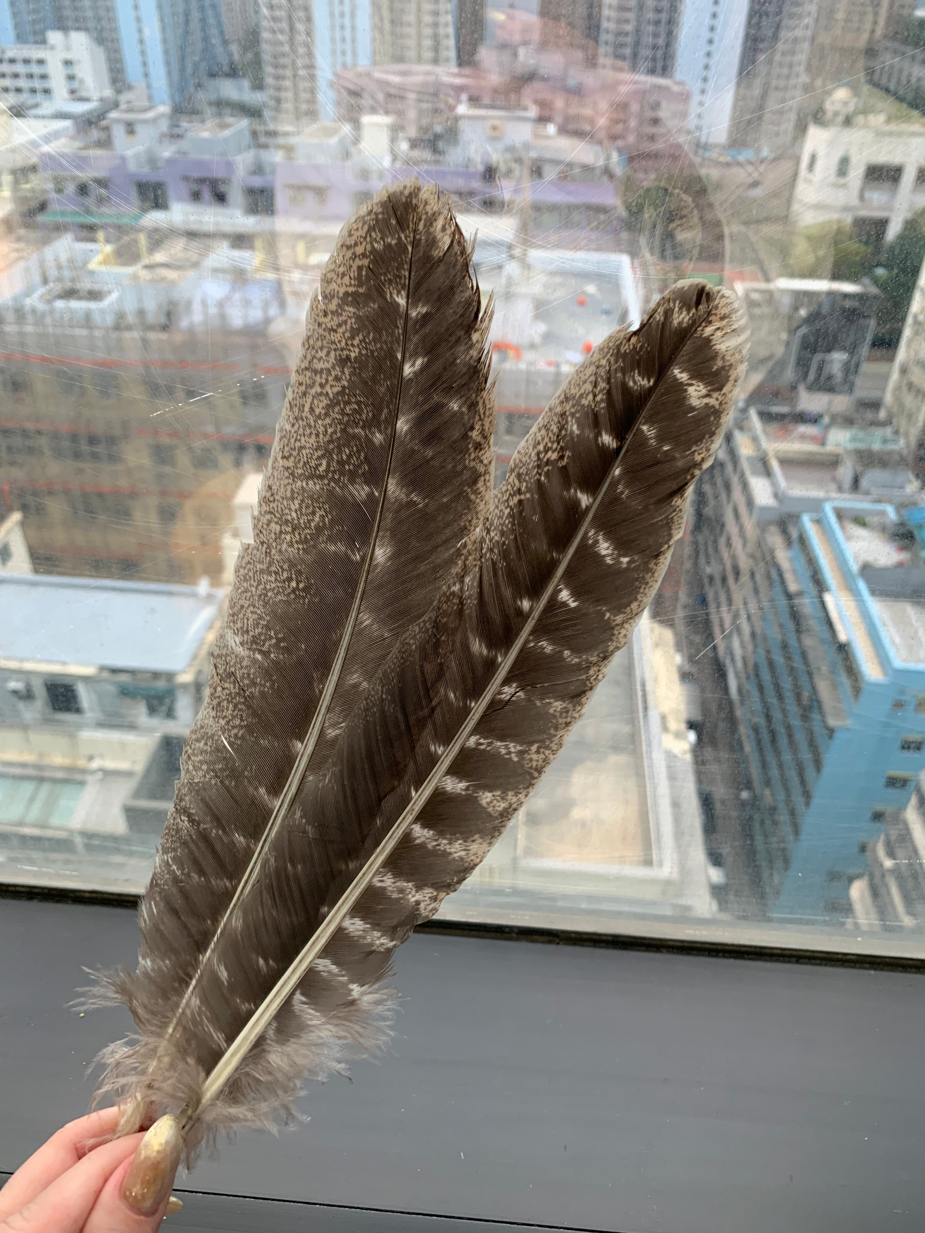 California black turkey feathers | Special for smoking