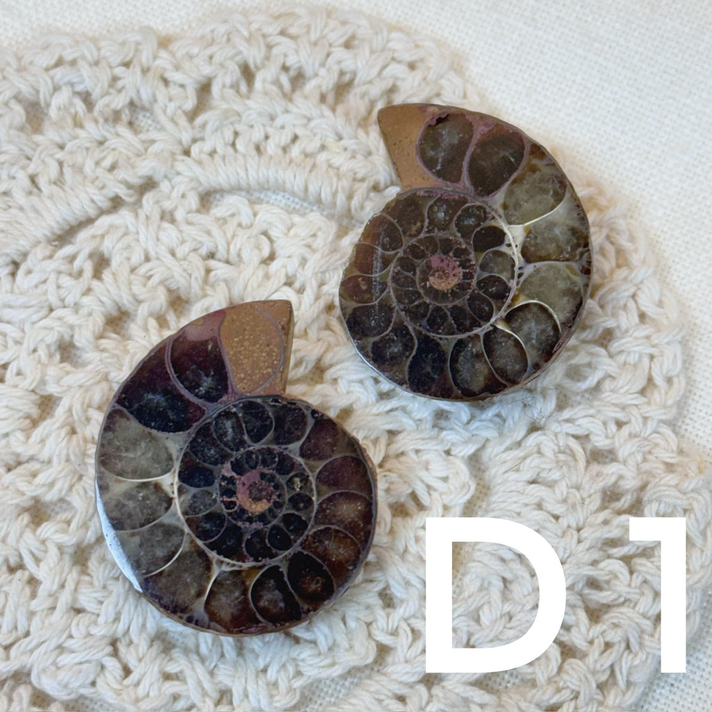 【風水用品】 斑彩螺 ｜增強財運