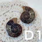 【風水用品】 斑彩螺 ｜增強財運