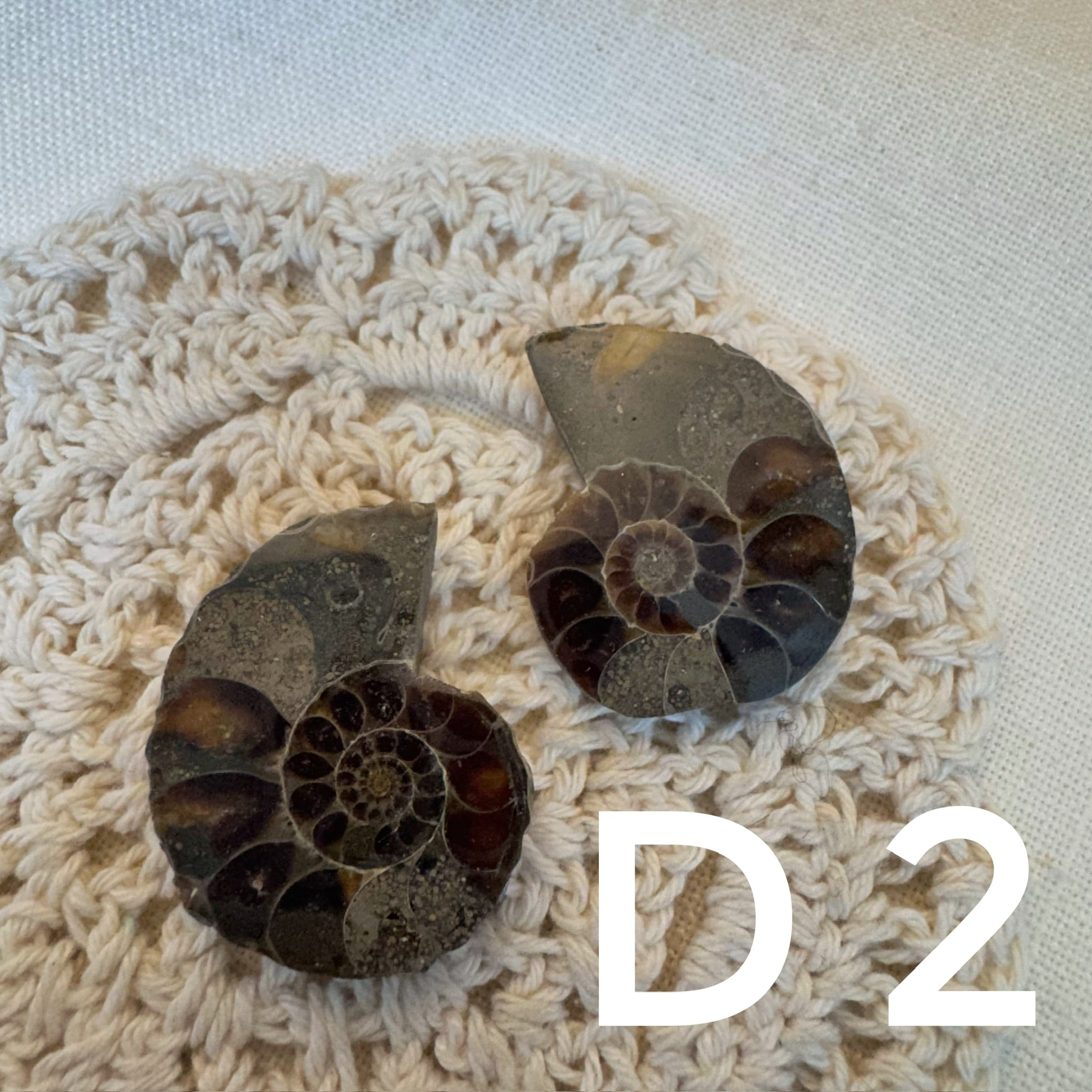 【風水用品】 斑彩螺 ｜增強財運