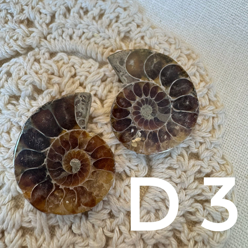 【風水用品】 斑彩螺 ｜增強財運