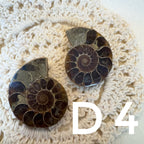 【風水用品】 斑彩螺 ｜增強財運