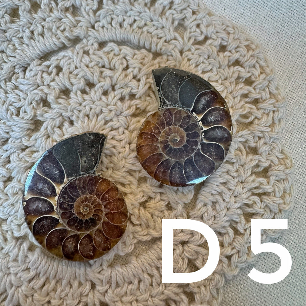 【風水用品】 斑彩螺 ｜增強財運