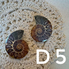 【風水用品】 斑彩螺 ｜增強財運