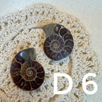 【風水用品】 斑彩螺 ｜增強財運