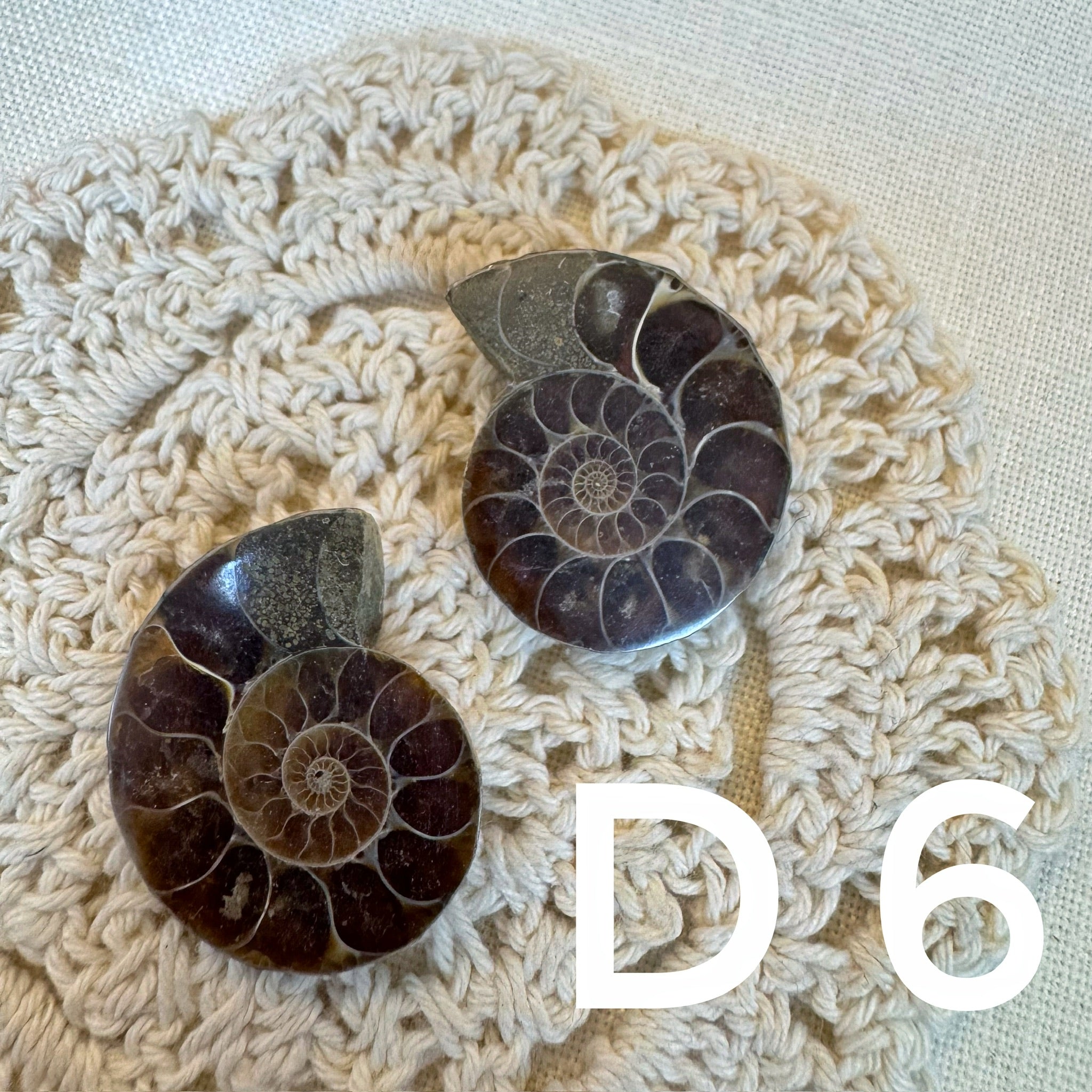 【風水用品】 斑彩螺 ｜增強財運