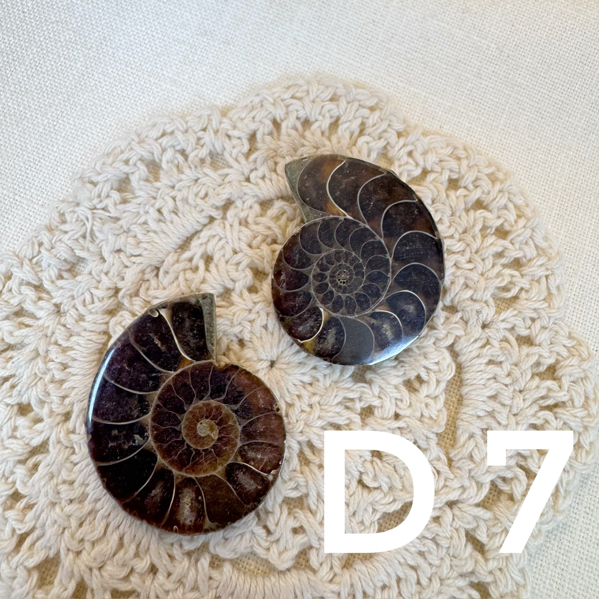 【風水用品】 斑彩螺 ｜增強財運