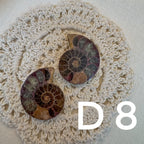 【風水用品】 斑彩螺 ｜增強財運