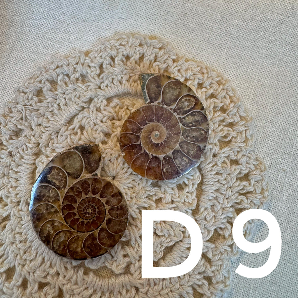 【風水用品】 斑彩螺 ｜增強財運