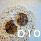 【風水用品】 斑彩螺 ｜增強財運