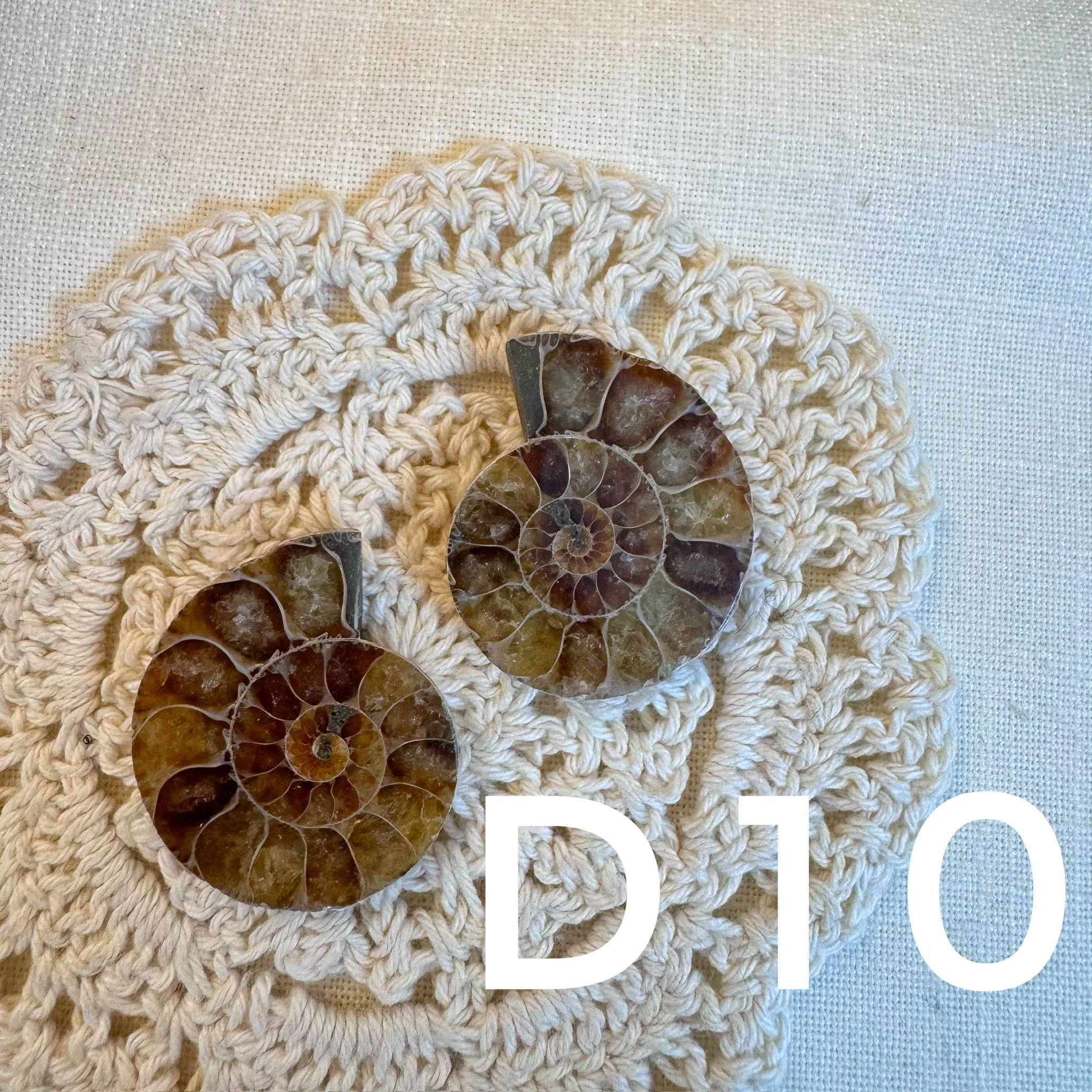 【風水用品】 斑彩螺 ｜增強財運