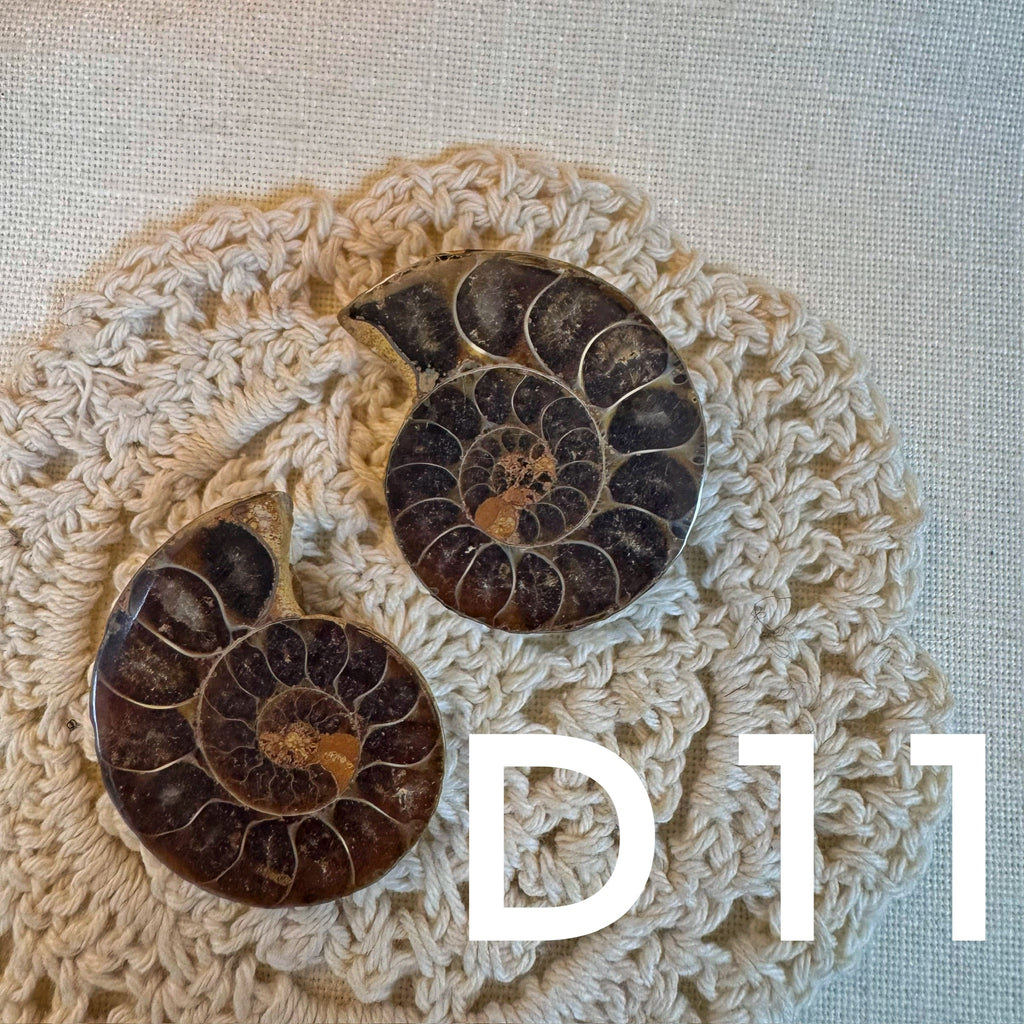 【風水用品】 斑彩螺 ｜增強財運