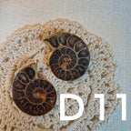 【風水用品】 斑彩螺 ｜增強財運