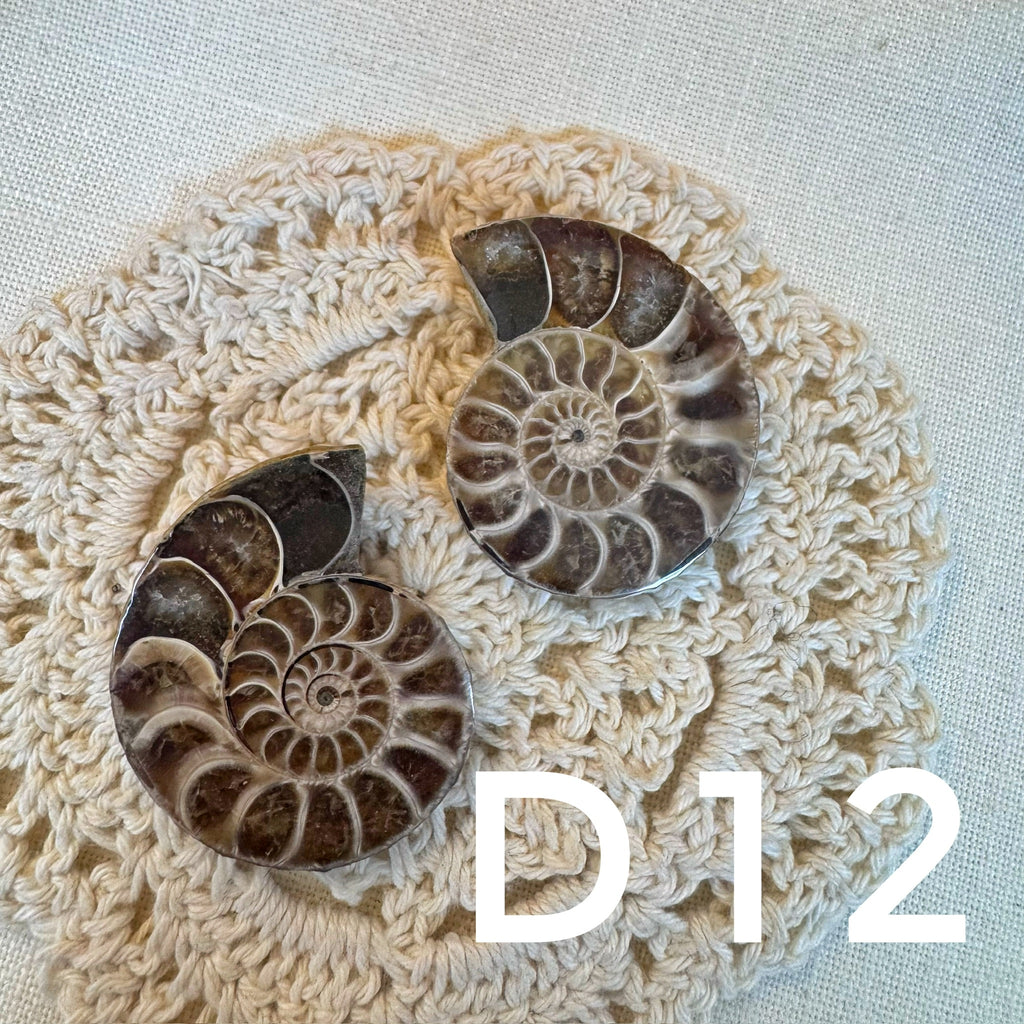 【風水用品】 斑彩螺 ｜增強財運