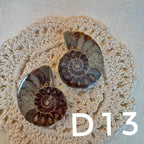 【風水用品】 斑彩螺 ｜增強財運