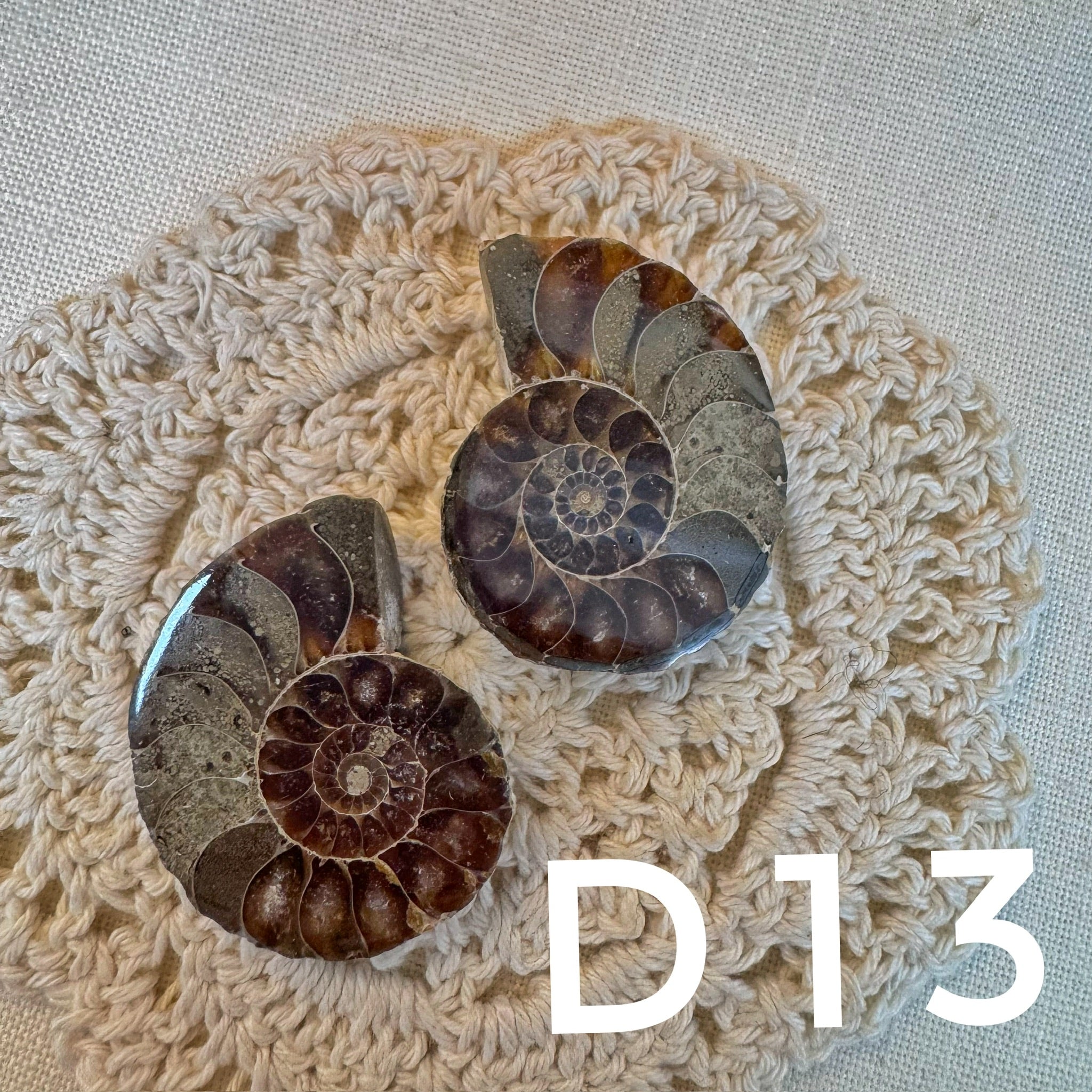 【風水用品】 斑彩螺 ｜增強財運