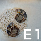 【風水用品】 斑彩螺 ｜增強財運