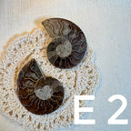 【風水用品】 斑彩螺 ｜增強財運