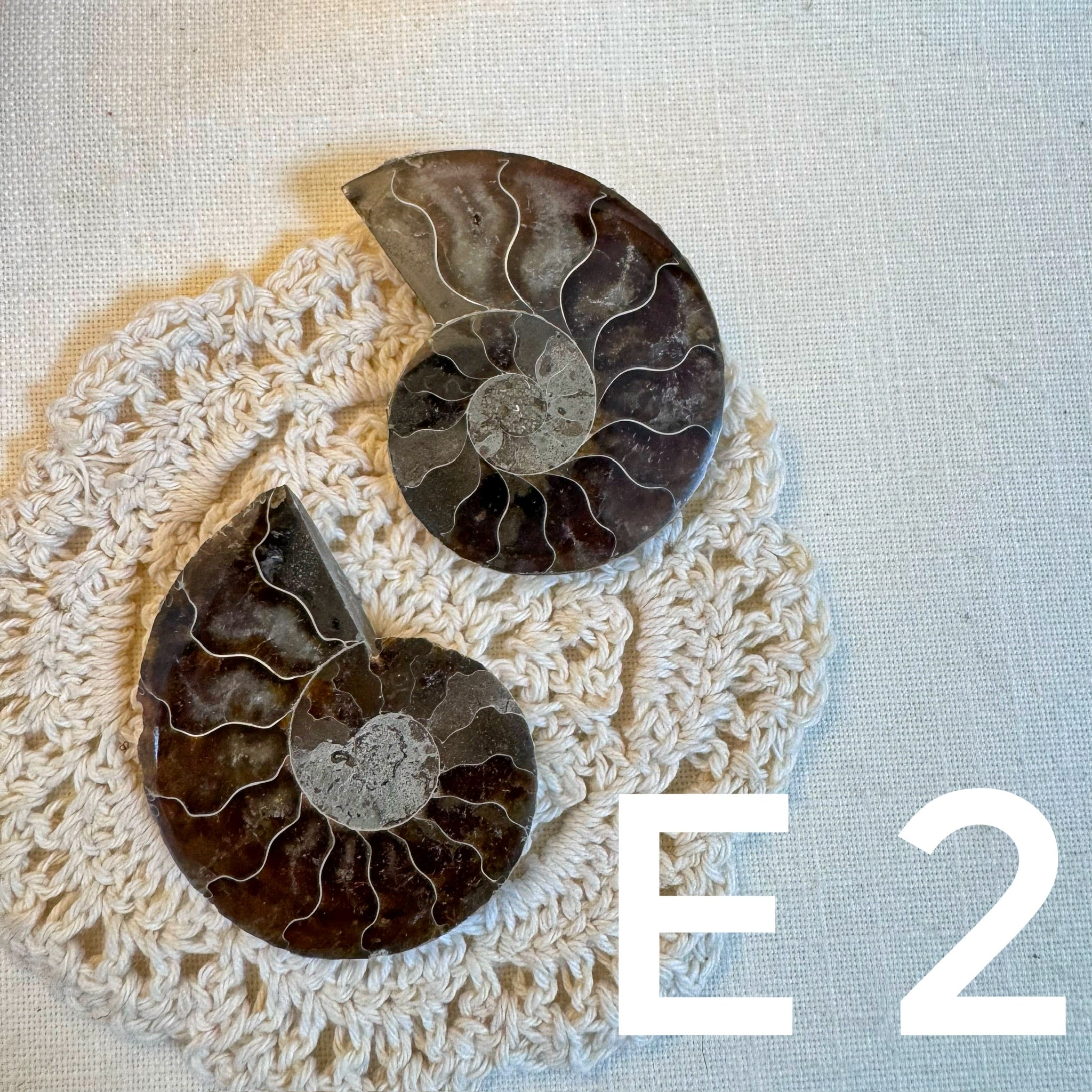 【風水用品】 斑彩螺 ｜增強財運